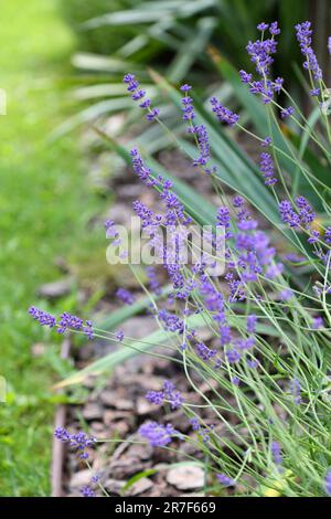 Lavanda selvatica. Lavanda in diverse tonalità che crescono fuori casa. Lavanda. Foto Stock