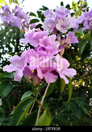 Un bel gruppo di fiori viola pallido. Mansoa alliacea, vite all'aglio. Foto Stock