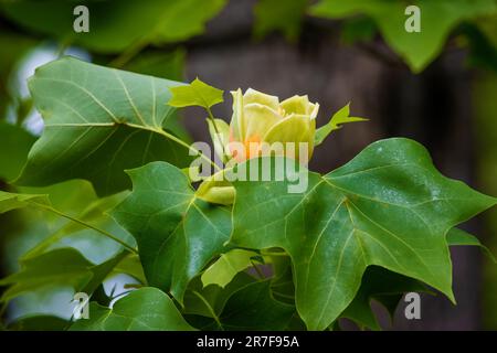 Gli stati Uniti del Tennessee, del Kentucky e dell'Indiana tree the Tulip Poplar. E 'primavera fiori sono così belli. Foto Stock