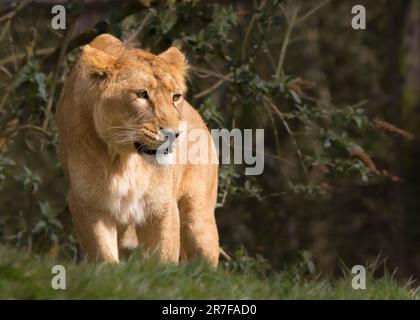 Vista frontale di una leonessa asiatica isolata all'aperto nel recinto del Cotswold Wildlife Park, Regno Unito. Foto Stock