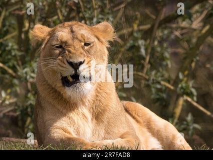 Vista frontale di una scontrosa leonessa asiatica, bocca aperta, che mostra denti e strappi, isolata all'aperto nel recinto dei leoni, Cotswold Wildlife Park, Regno Unito. Foto Stock