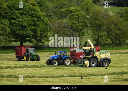 Krone Big X 580 lavoro forager, essendo guidato su terreni agricoli pascolo (carico di riempimento rimorchio, erba da taglio campo, agricoltori di guida) - Yorkshire, Inghilterra UK. Foto Stock