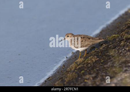 Lo stint di Temminck nel piumaggio dell'allevamento. Farmoor Reservoir, Oxfordshire, Regno Unito Foto Stock