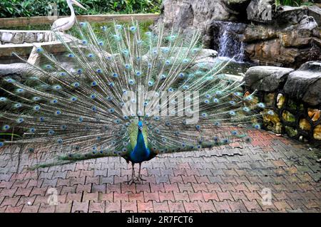 Un maestoso pavone sorge orgogliosamente con le sue splendide piume sparse, illuminate da due fontane a cascata sullo sfondo Foto Stock