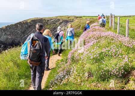 Gli escursionisti che si godono il Sea Pinks (Thrift) fiorendo accanto al Pembrokeshire Coast Path National Trail a St Justinas nel National Park, Galles UK Foto Stock