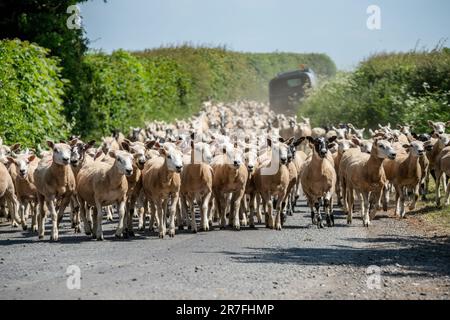 Piccolo Wenlock, giugno 5th 2023: Pecore che vengono spostate da un campo all'altro Foto Stock