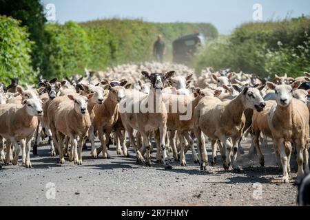 Piccolo Wenlock, giugno 5th 2023: Pecore che vengono spostate da un campo all'altro Foto Stock