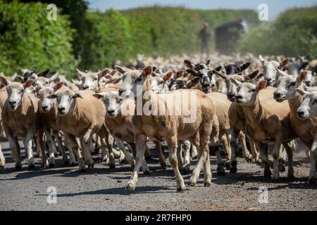 Piccolo Wenlock, giugno 5th 2023: Pecore che vengono spostate da un campo all'altro Foto Stock