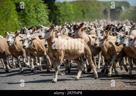 Piccolo Wenlock, giugno 5th 2023: Pecore che vengono spostate da un campo all'altro Foto Stock