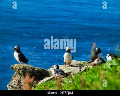 Un gruppo di pulcinelle atlantiche arroccate su un paesaggio costiero roccioso nelle Isole Faroe Foto Stock