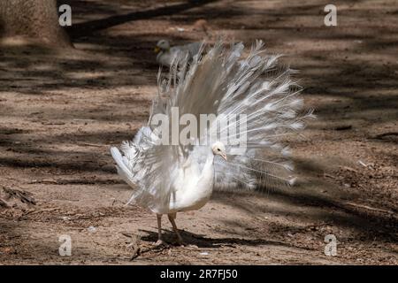 Bianco Peafowl maschio dimostrazione coda. Uccello con leucismo, piume bianche in voliera soleggiato con sfondo sfocato Foto Stock