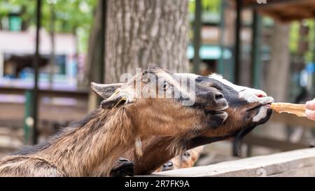 Capre brune che si nutrono con pane a mano vicino a recinzione di legno nel cortile della fattoria. Allevamento di animali domestici Foto Stock