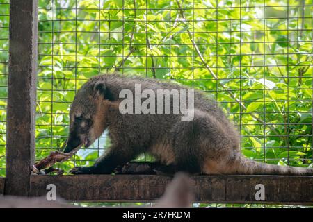 Coati sudamericani, coati con coda ad anello, simpatici animali da famiglia raccoon che mangiano in gabbia su sfondo verde Foto Stock
