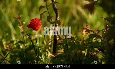 Un vivace primo piano di un fiore rosso situato in una lussureggiante erba verde Foto Stock