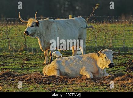 Cattle Egret (Bubulcus ibis) adulto in piedi sul retro della mucca (White Park Cattle) Sea Paalling, Norfolk, Regno Unito. Dicembre 2015 Foto Stock