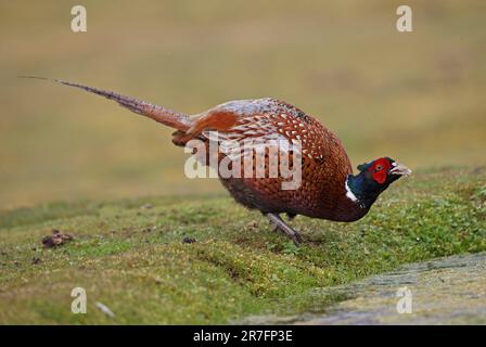 Fagiano comune (Phasianus colchicus) adulto maschio bere da stagno Eccles-on-Sea, Norfolk, Regno Unito. Aprile Foto Stock