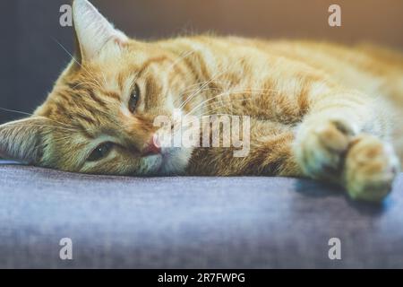 Un gatto si trova sul divano. Gatto domestico dei capelli lunghi su un divano. Un gatto zenzero che si rilassa sul divano nel soggiorno. Carino gatto lanuginoso si trova sul divano. Il tabby era incantevole Foto Stock