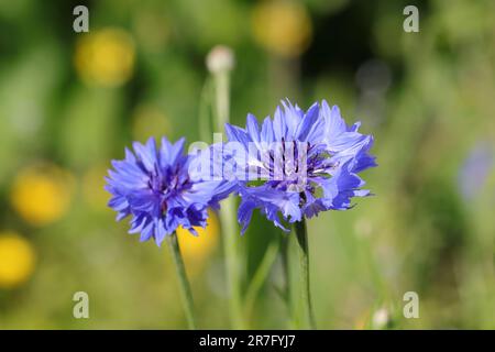 primo piano di due fiori blu centaurea ciano su uno sfondo naturale sfocato, vista laterale Foto Stock