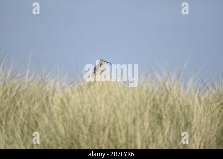 Curlew eurasiatico (Numenius arquata) arroccato sulla cima di una Duna di sabbia con erbe a Foreground, contro un cielo blu preso sull'Isola di Man, Regno Unito nel mese di maggio Foto Stock