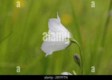 primo piano di una bella campanula bianca persicifolia su uno sfondo verde sfocato, vista laterale Foto Stock