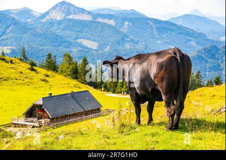 Mucche sul prato alpino in Austria, vicino alla collina di Schafberg. Le mucche stanno cercando al lago in lontano. Foto Stock