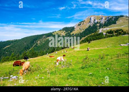 Mucche sul prato alpino in Austria, vicino alla collina di Schafberg. Le mucche stanno cercando al lago in lontano. Foto Stock