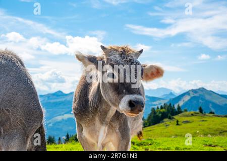 Mucche sul prato alpino in Austria, vicino alla collina di Schafberg. Le mucche stanno cercando al lago in lontano. Foto Stock