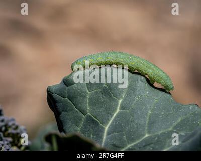 Caterpillar (Pieris rapae). Pieris rapae è una specie di farfalle di piccole e medie dimensioni della famiglia dei Pieridae. Foto Stock