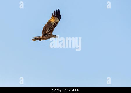 Un'aquila di pesce che vola in alto nel cielo blu Foto Stock