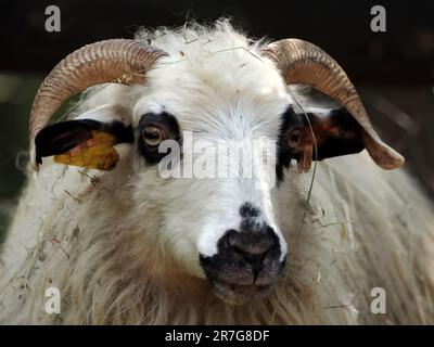 Pecora di Racka, Zackelschaf, mouton, Ovis gmelini ariete, Zoo, Ungheria, Europa Foto Stock