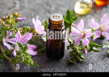 Una bottiglia scura di olio essenziale di mallow con fiori freschi di malva sylvestris Foto Stock