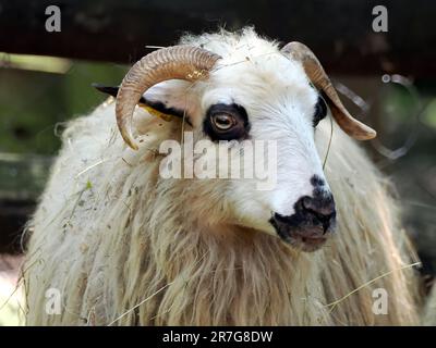 Pecora di Racka, Zackelschaf, mouton, Ovis gmelini ariete, Zoo, Ungheria, Europa Foto Stock