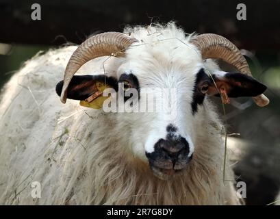 Pecora di Racka, Zackelschaf, mouton, Ovis gmelini ariete, Zoo, Ungheria, Europa Foto Stock