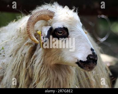 Pecora di Racka, Zackelschaf, mouton, Ovis gmelini ariete, Zoo, Ungheria, Europa Foto Stock