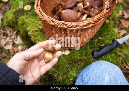 Mano che tiene un piccolo bolete di pino davanti ad un cesto di funghi commestibili nella foresta Foto Stock