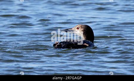 Un loon comune nuotare in acqua blu guardando a sinistra Foto Stock