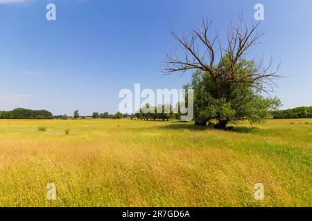 Salice bianco (Salix alba) alberi in campo su terreno sabbioso, Mezofold, Ungheria Foto Stock