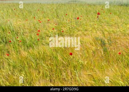Campo papavero fiori rossi tra orzo, Mezofold, Ungheria Foto Stock