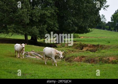 Due mucche bianche che camminano in un grande campo verde Foto Stock