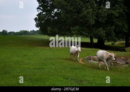 Due mucche bianche che camminano in un grande campo verde Foto Stock