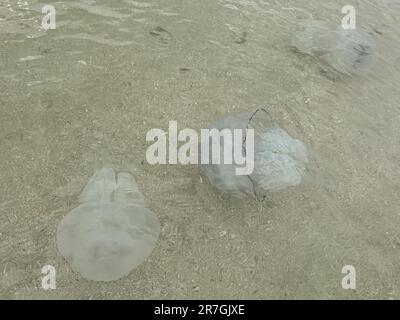 Oceano blu tropicale con sabbia bianca sott'acqua nel Mar Mediterraneo, fondo oceano blu sott'acqua con fondale sabbioso, astratto acque profonde blu Foto Stock