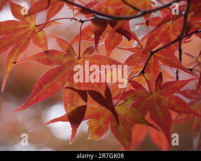 Folliage di foglie d'acero sul ramoscello in giappone. Splendido sfondo autunnale. Primo piano durante la stagione di momiji Foto Stock