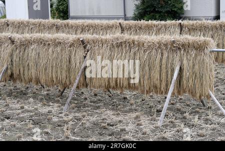 Piante di riso che asciugano su cremagliera in un campo in Giappone, dopo il raccolto Foto Stock