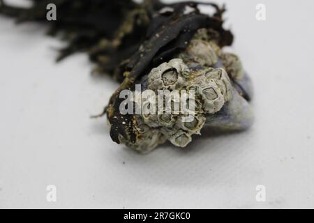 Piccole conchiglie bianche isolate di barnacle attaccate alle alghe e alle vongole Foto Stock