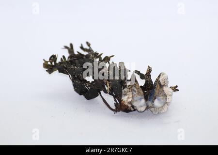 Piccole conchiglie bianche isolate di barnacle attaccate alle alghe e alle vongole Foto Stock