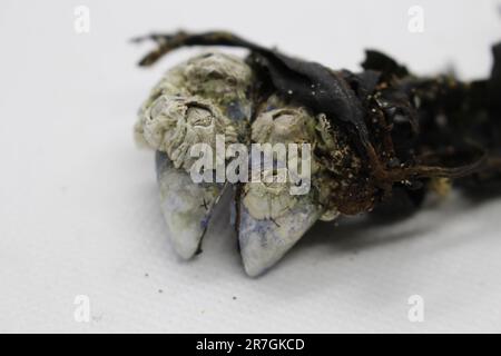 Piccole conchiglie bianche isolate di barnacle attaccate alle alghe e alle vongole Foto Stock