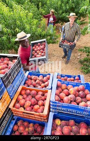 La squadra di contadini impila scatole di pesche mature nel giardino estivo Foto Stock