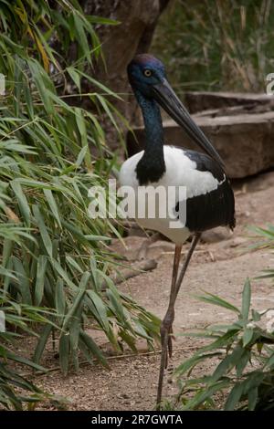 Il Jabiru o cicogna a collo nero è un uccello d'acqua bianco e nero si erge un impressionante alto 1,3m metri e ha un'apertura alare di circa 2m metri. La testa e il collo sono Foto Stock