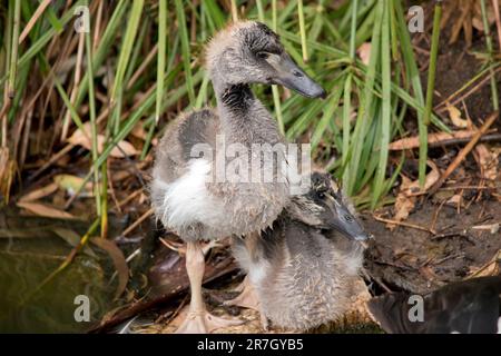 il gosling magpie ha lanugine grigie e piume bianche che iniziano a mostrare. Ha un occhio marrone e becco grigio scuro. Foto Stock