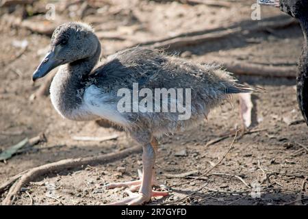 il gosling magpie ha lanugine grigie e piume bianche che iniziano a mostrare. Ha un occhio marrone e becco grigio scuro. Foto Stock